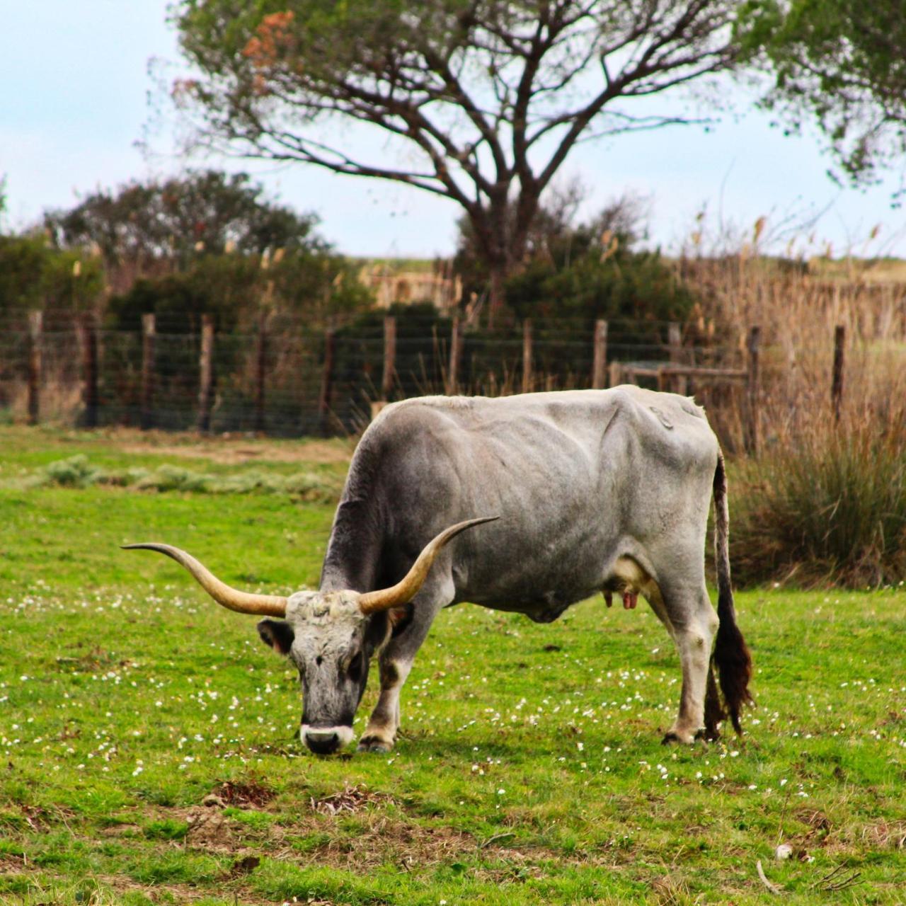 Agriturismo Poderedodici Orbetello Ngoại thất bức ảnh